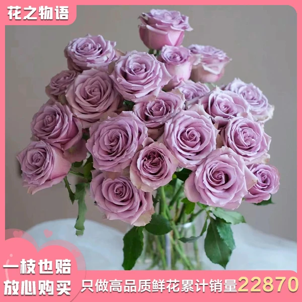 〔玫瑰/紫霞仙子〕AB级云南鲜花基地直发 包邮东三省西六省海南空运