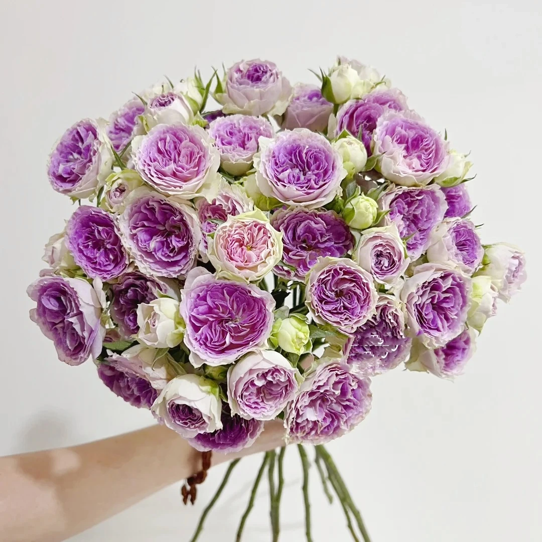 【花之物语】蓝月石多头玫瑰 包邮