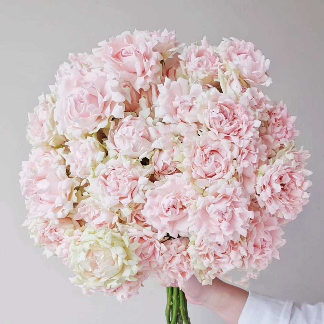 【花之物语】 苏芬多头玫瑰 包邮