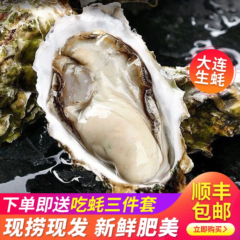 大连冷水生蚝鲜活带壳刺身生鲜海蛎子海鲜牡蛎大生蚝整箱顺丰包邮