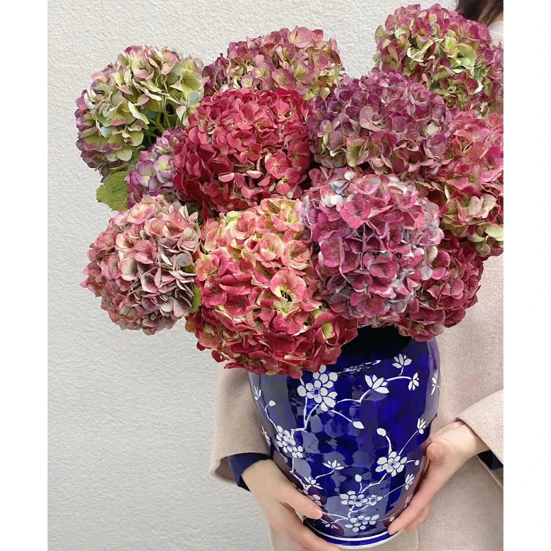 【云农中花】云南直发秋色重瓣绣球鲜花玫瑰百合月季花卉绿植现场
