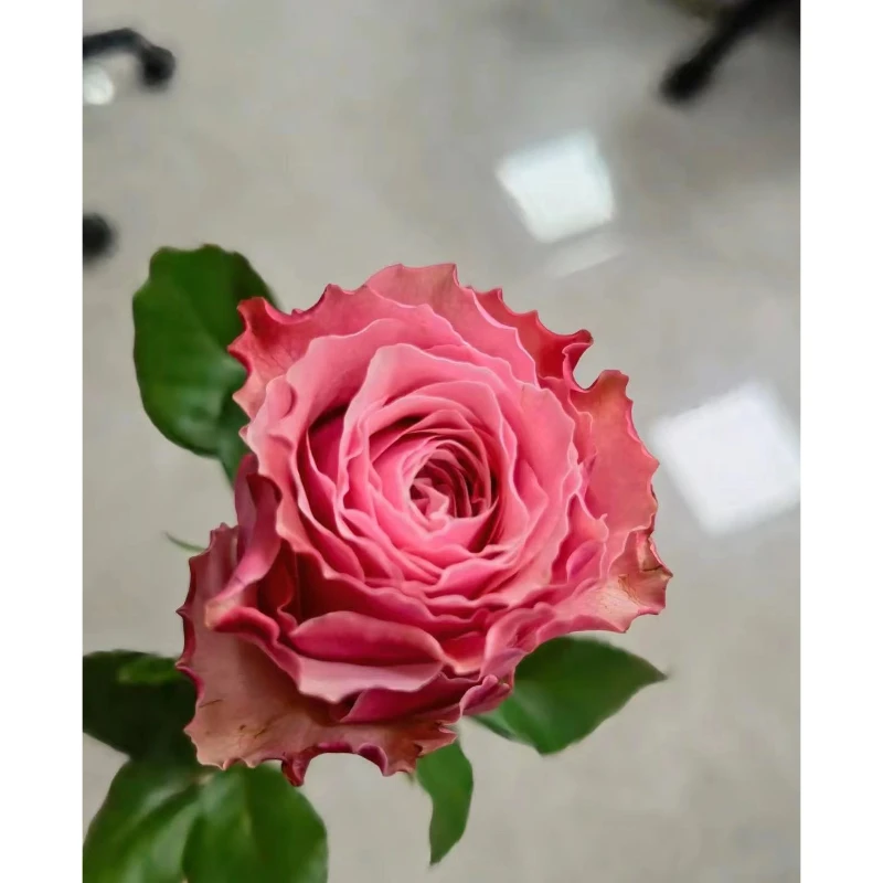 【云农中花】云南直发A级伯利兹玫瑰鲜花玫瑰百合月季花卉绿植批