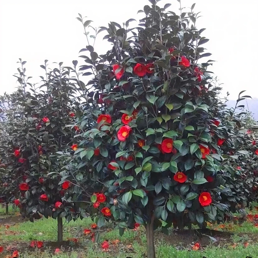 耐冬山茶花树苗 带花苞高杆红绣球茶花茶梅 四季常青庭院绿植花卉