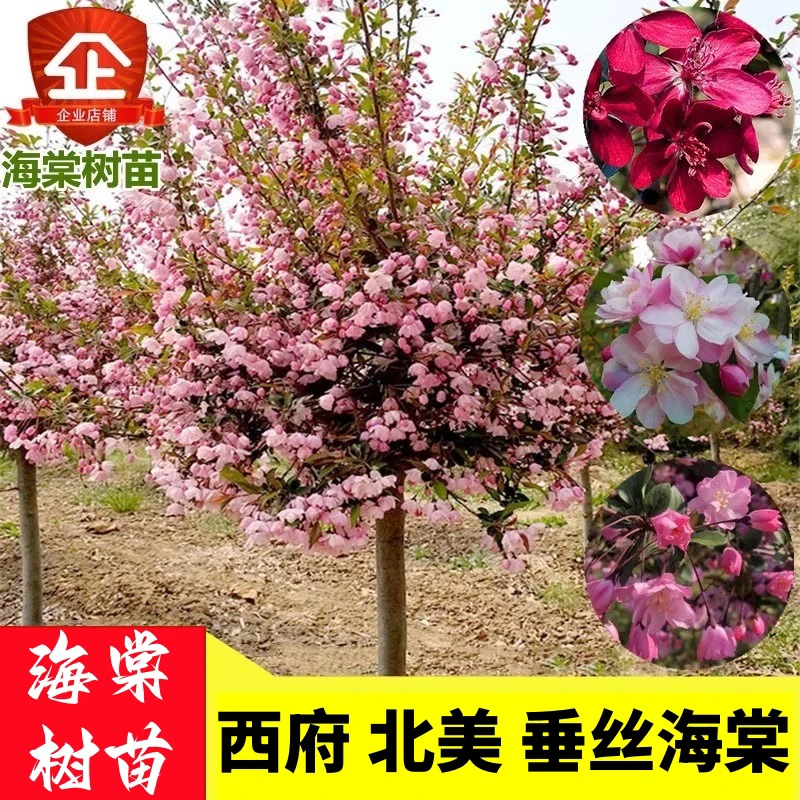 西府海棠花苗北美海棠树苗垂丝绚丽八棱海棠小苗庭院绿植盆栽花卉