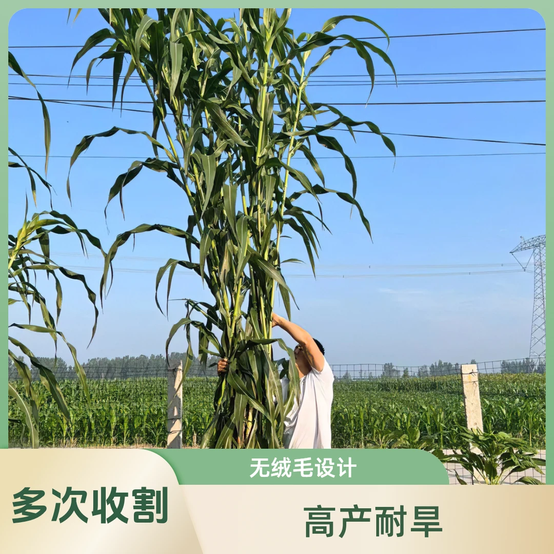大咔甜高粱草种子巨力糖王甜高粱 高产耐旱多次收割无绒毛四季