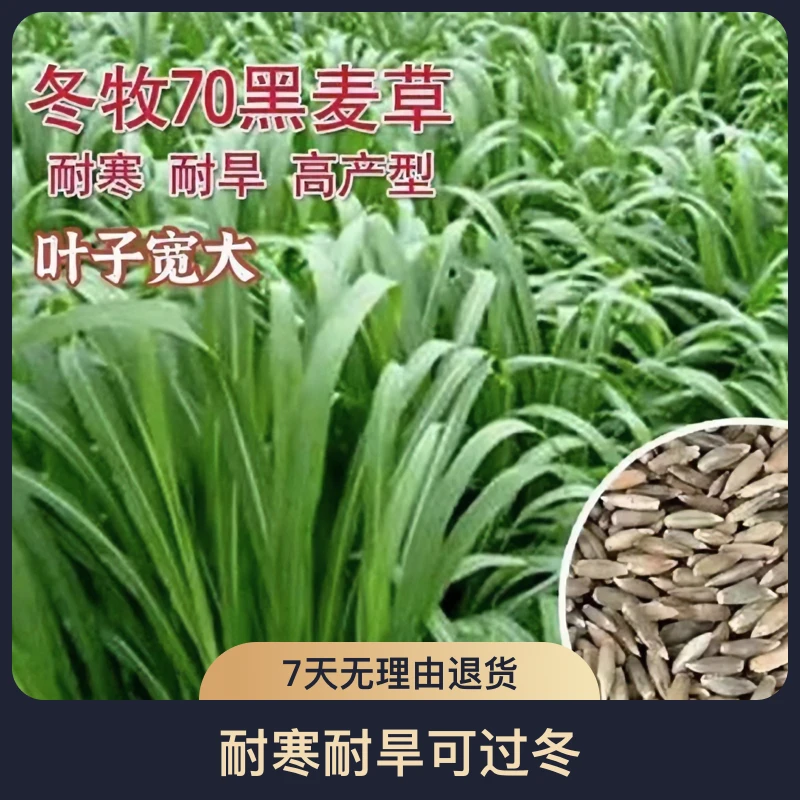 一年生冬牧70黑麦草畜禽通用包粽子牧草耐寒耐旱可过冬