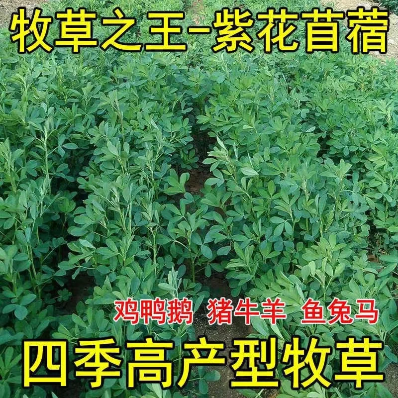 大叶型苜蓿草野菜种子四季图片直播蛋白草高产优质四季牧草草籽