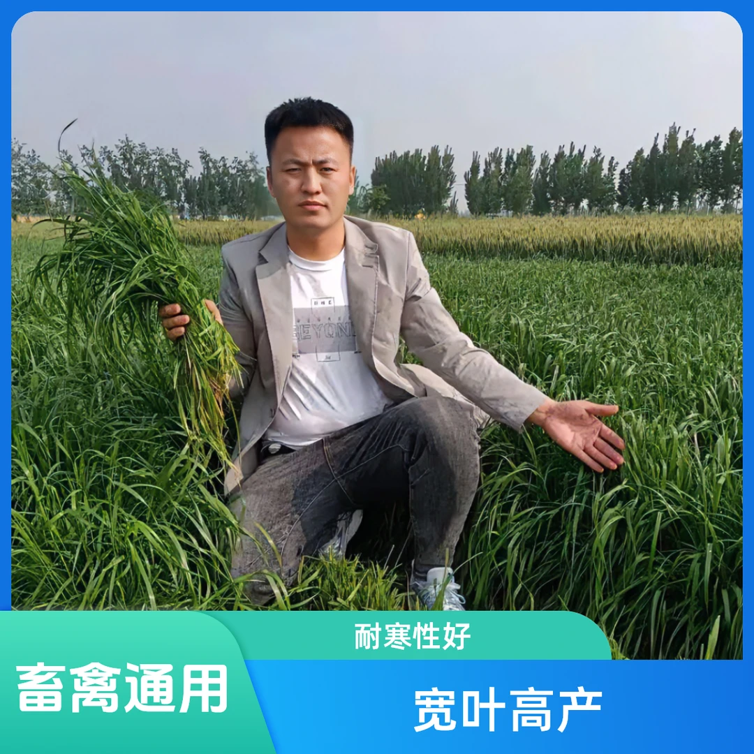 牧可得多年生四倍体黑麦草宽叶高产型耐寒性好畜禽通用美国