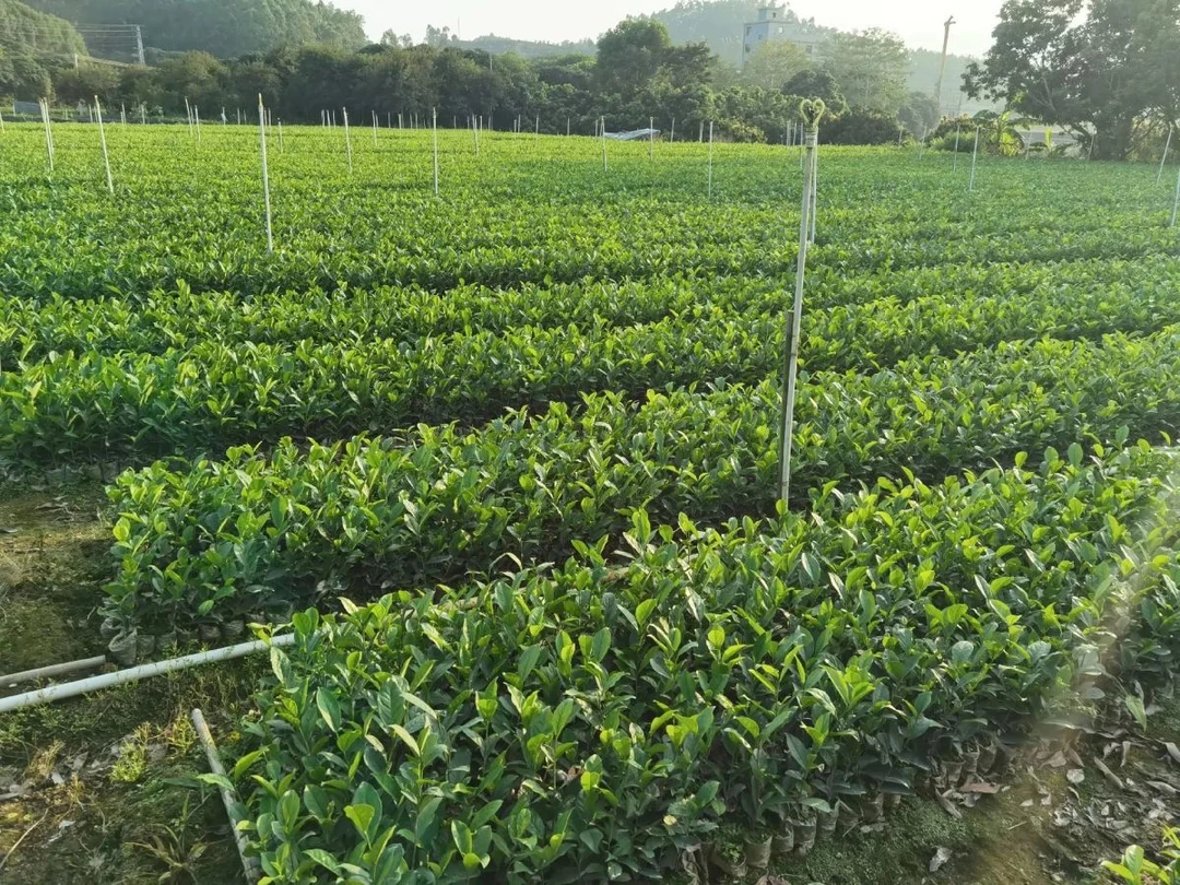 凤凰单丛茶苗营养杯茶叶茶室庭院地苗阳台盆栽单枞茶树苗园林绿植