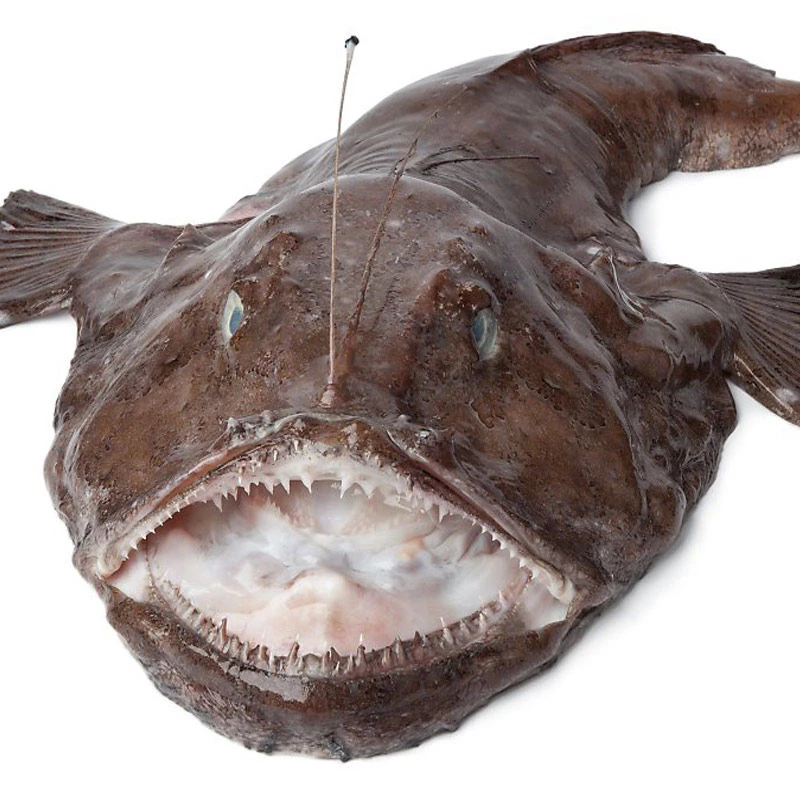 安康鱼鲜活速冻带肝带肚