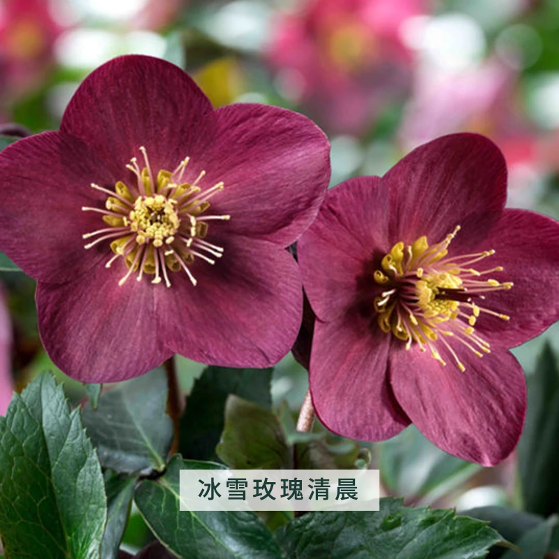 【直播】铁筷子1.5加仑冰雪玫瑰清晨玫瑰花盆栽植物观花