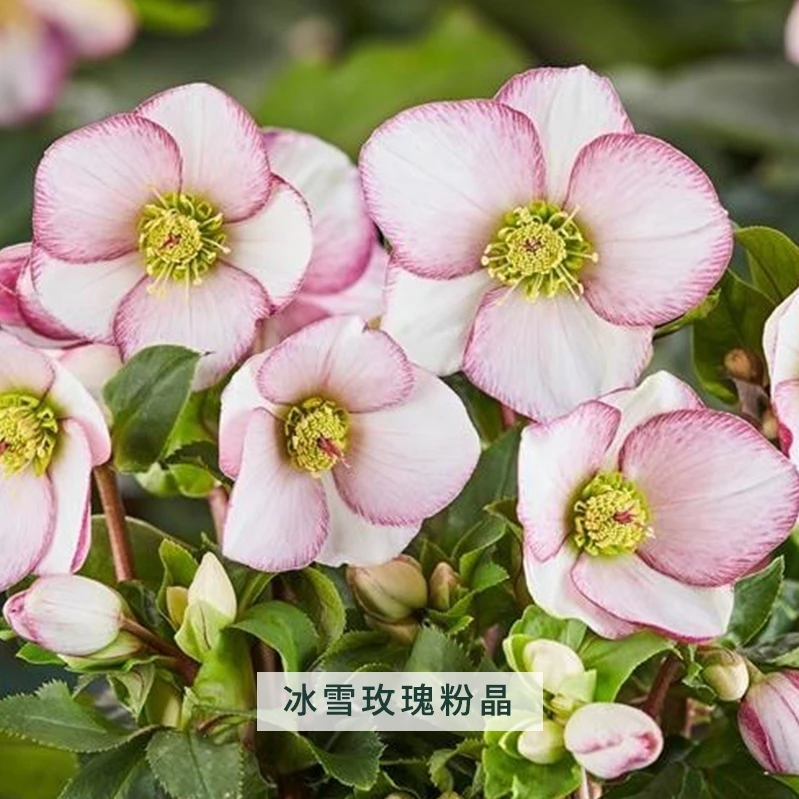 【直播】铁筷子冰雪玫瑰粉晶2加仑圣诞玫瑰花卉植物观花