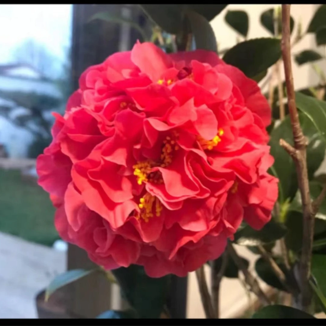 茶花克瑞墨  茶花盆栽植物浓香型庭院室内好养木本山茶