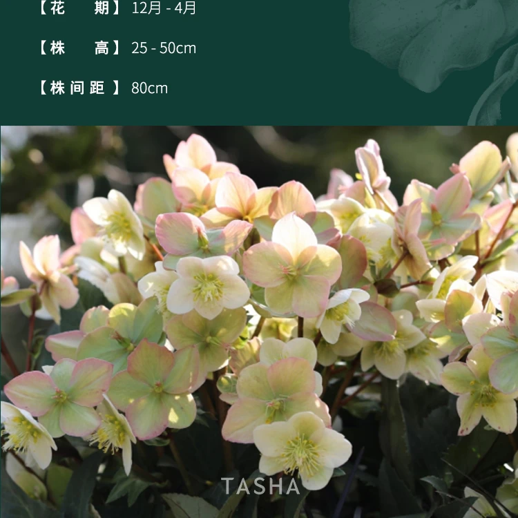 【直播】塔莎的花园铁筷子5加仑流星圣诞玫瑰花卉植物观花
