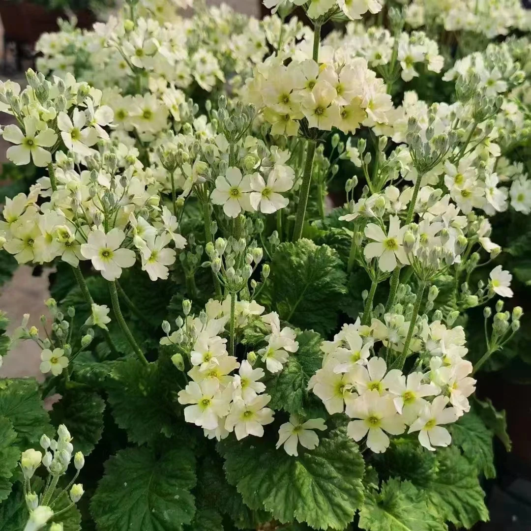 樱草 盆栽喜光爆盆花期长春秋冬开花多年生盆栽