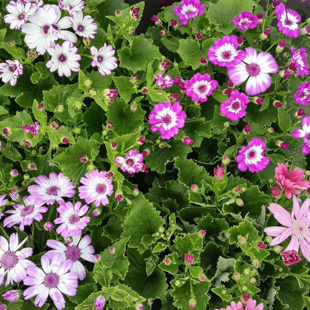 富贵菊瓜叶菊黄瓜菊年宵花多年生草本植物不耐寒花期长颜色随机
