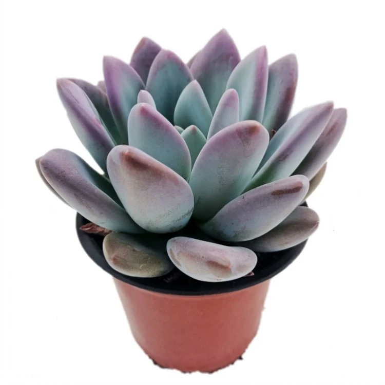 景天植物懒人奥普琳娜老桩绿植盆栽室内阳台老桩多肉老桩多肉植物