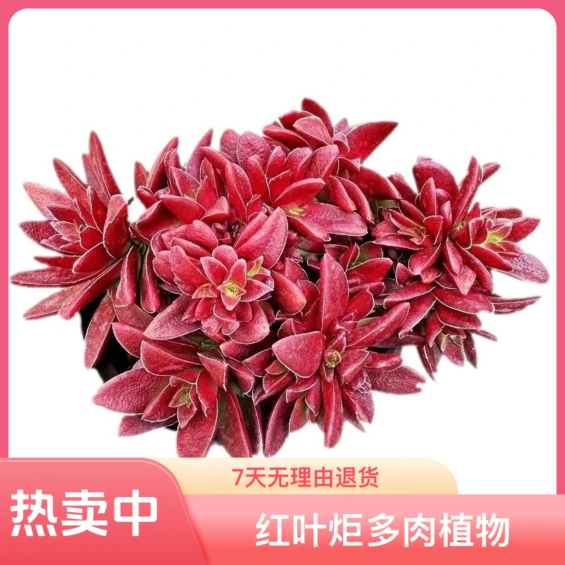 红叶炬红色多头大盆多肉植物大棵室内阳台好养活花卉老桩多肉大棵