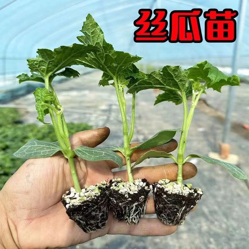 肉丝瓜秧苗带土秧苗早熟丝瓜苗蔬菜苗大全秧苗适合春天种的菜苗