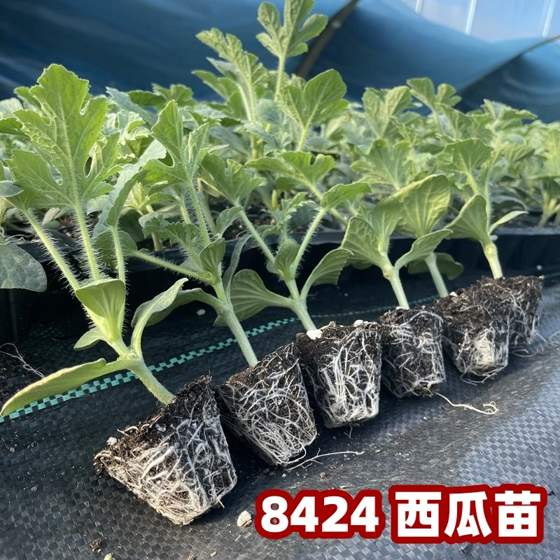西瓜苗食用菌蔬菜菌种茄子嫁接8424特甜麒麟超甜无籽美都西瓜秧苗