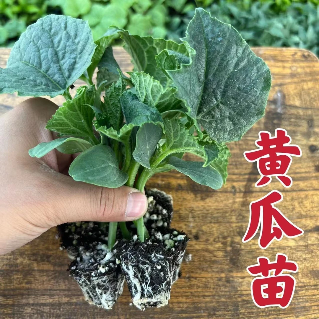 茄子苗水果蔬菜黄瓜秧苗早熟丰富培育种植品质品种生长开花栽培