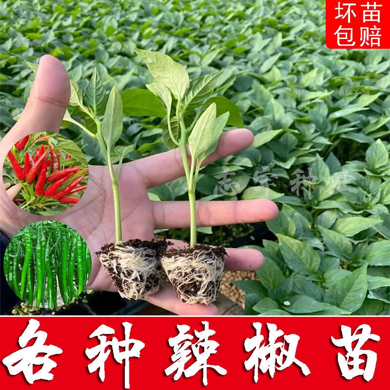 蔬菜辣椒苗菌种薄皮蔬菜辣椒秧苗螺丝椒二荆条长线椒朝天椒茄子苗