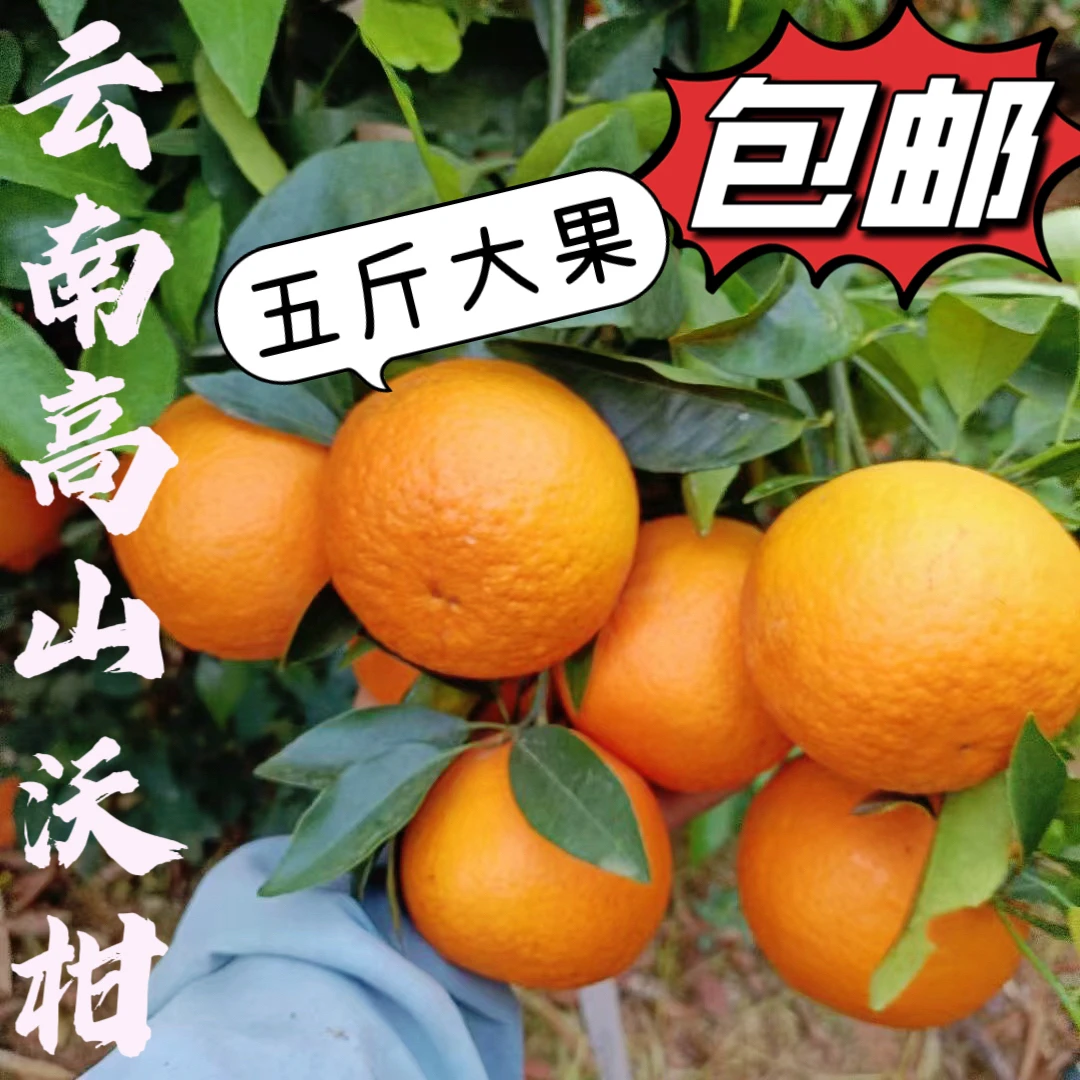 【包邮】云南高山沃柑新鲜采摘 汁水充足 味道鲜甜多汁