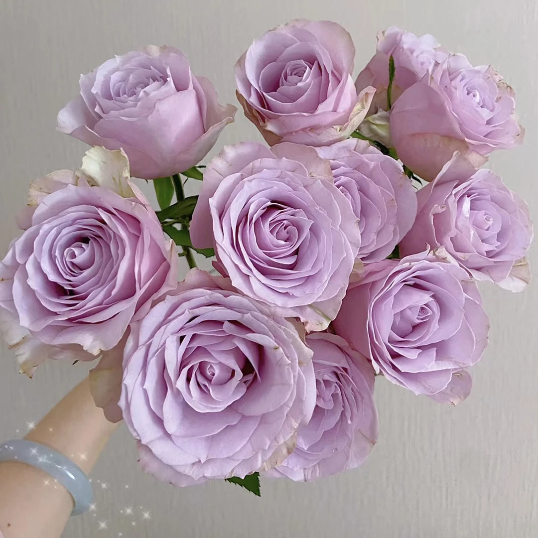 珂赛特玫瑰20支【任意凑两单冷链包邮】云南鲜花