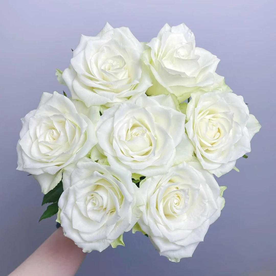 【方德】雅典娜20支玫瑰【1单包邮】鲜花