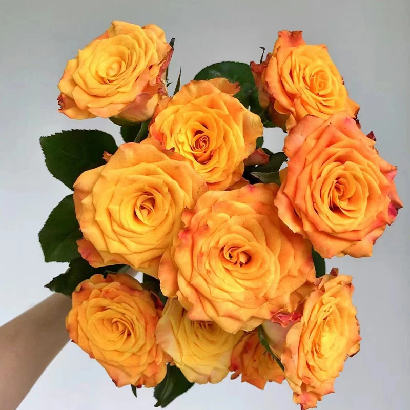 金色海岸玫瑰20枝【1单包邮】鲜花