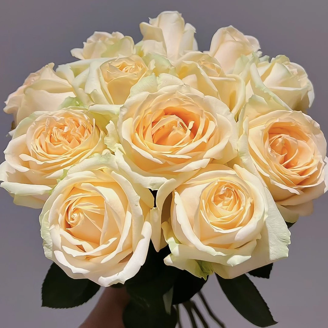 【方德】香槟玫瑰20枝【1单包邮】