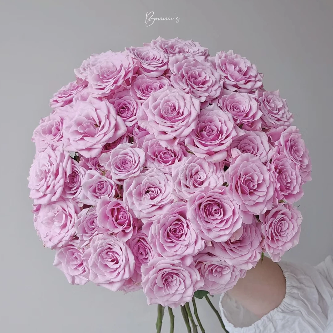 诺拉玫瑰【1单中通两单京东或顺丰包邮】云南鲜花