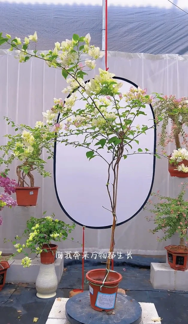 地区 三角梅 口红 细高飘 矮飘 造型