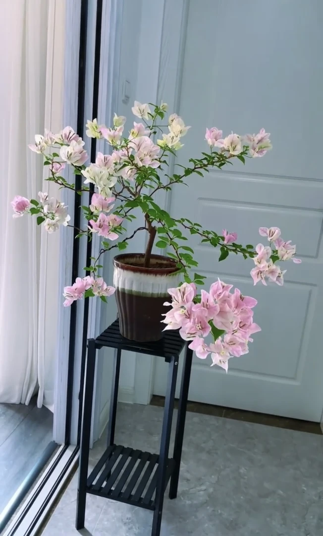 三角梅，三角梅 广红樱