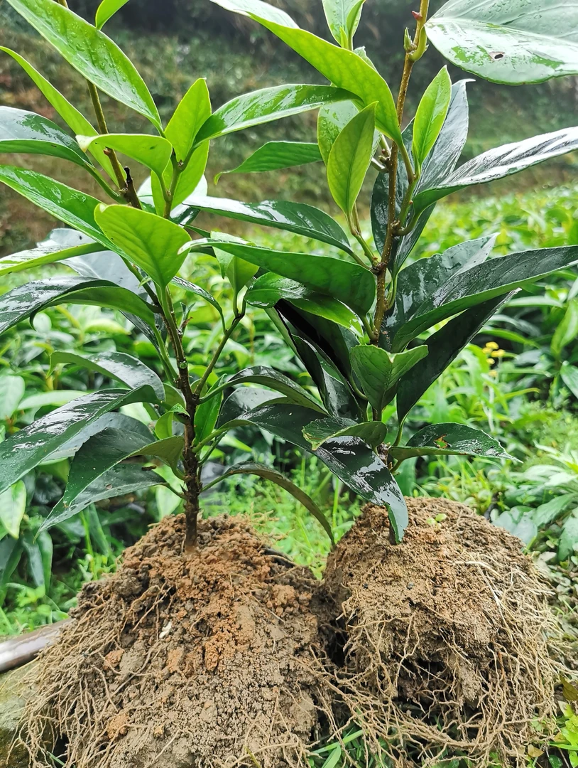 黑老虎水果大果高产苗布福娜苗庭院阳台盆栽正宗爬藤地栽室内果树
