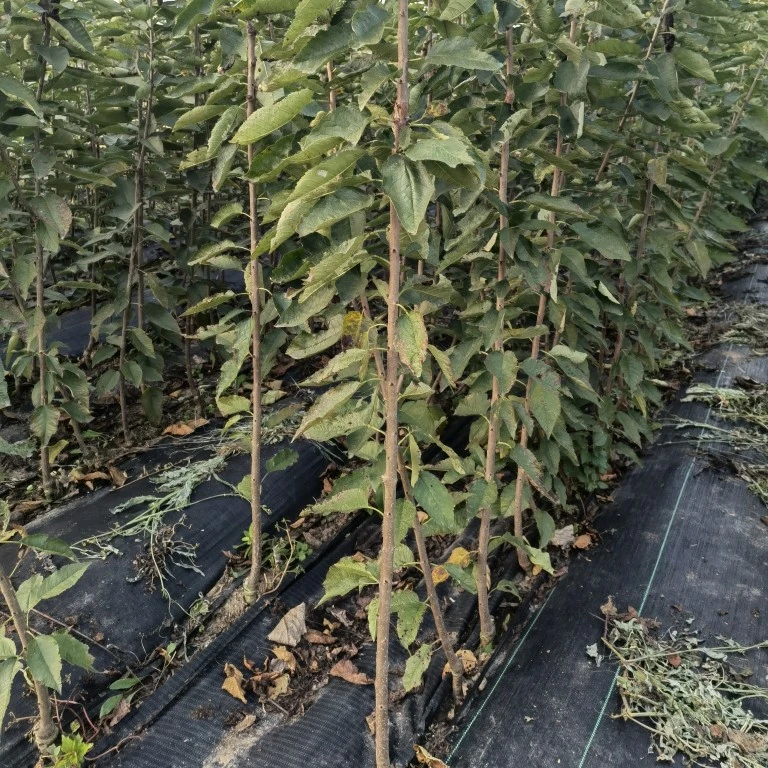 肥樱团（17）一年生鲁樱九号大樱桃苗（0.8公分棚苗）需深埋假植越冬