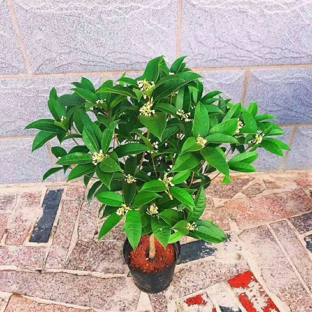 四年半苗多枝条四季桂花室内室外好养易活飘香满屋