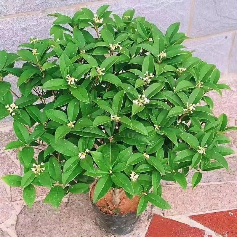 特惠十年苗四季桂花开花满屋飘香四季常青盆栽地栽花期长好养