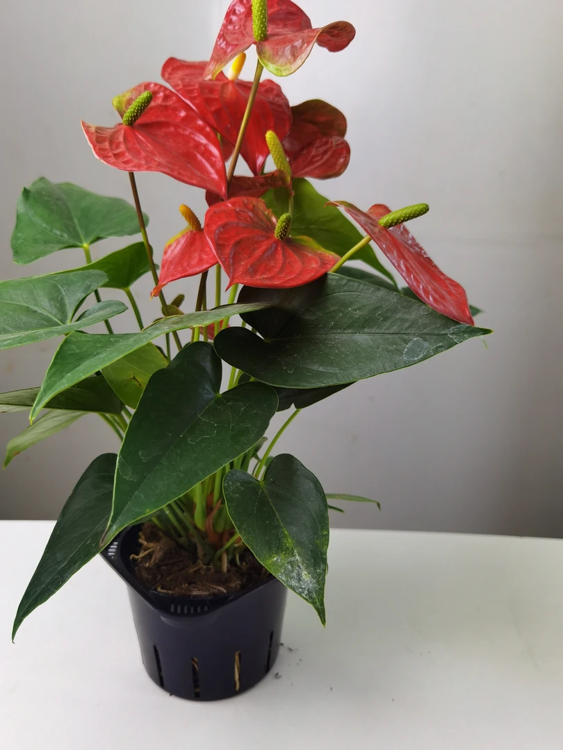 红掌、室内开花植物、四季花开不断、客厅、办公室、乔迁开业、好养易活