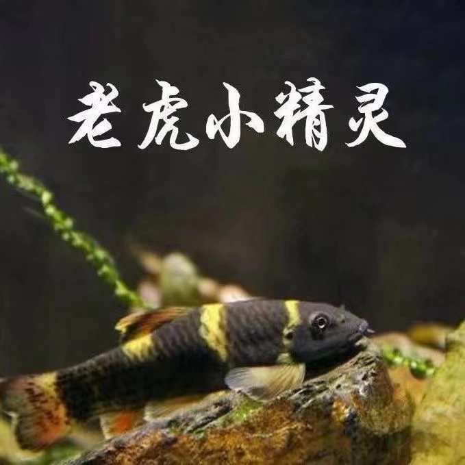 老虎小精灵鱼淡水除藻工具鱼除青苔垃圾鱼虎纹精灵鱼小型易养活体