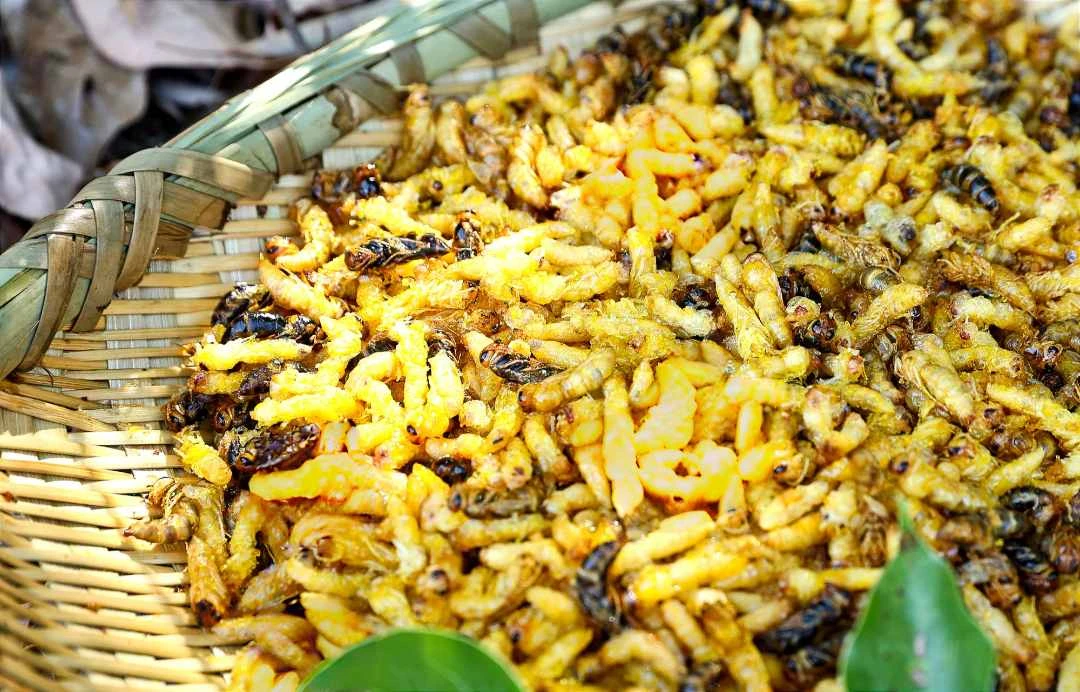 油炸蜂蛹1234级500g顺丰包邮介意3级介意内脏勿拍 内脏无法去除