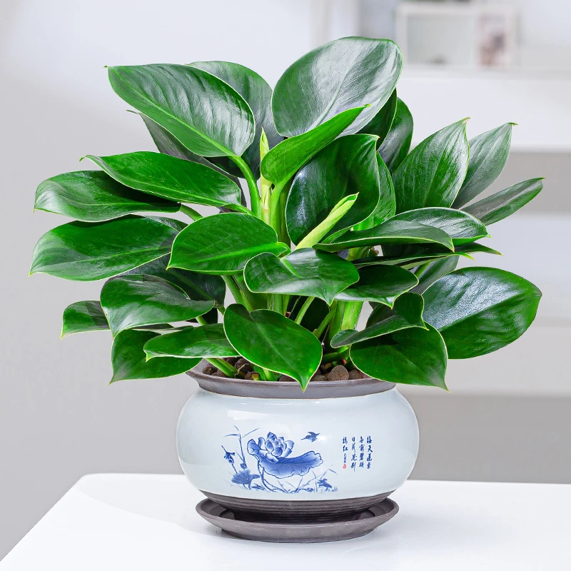 金钻绿公主盆栽花卉植物办公室内水培好养绿植四季常青绿萝