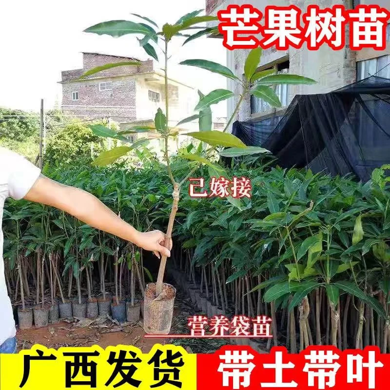 优质四季芒果树苗金煌芒桂七嫁接壮苗盆栽地栽带土带叶发货种植