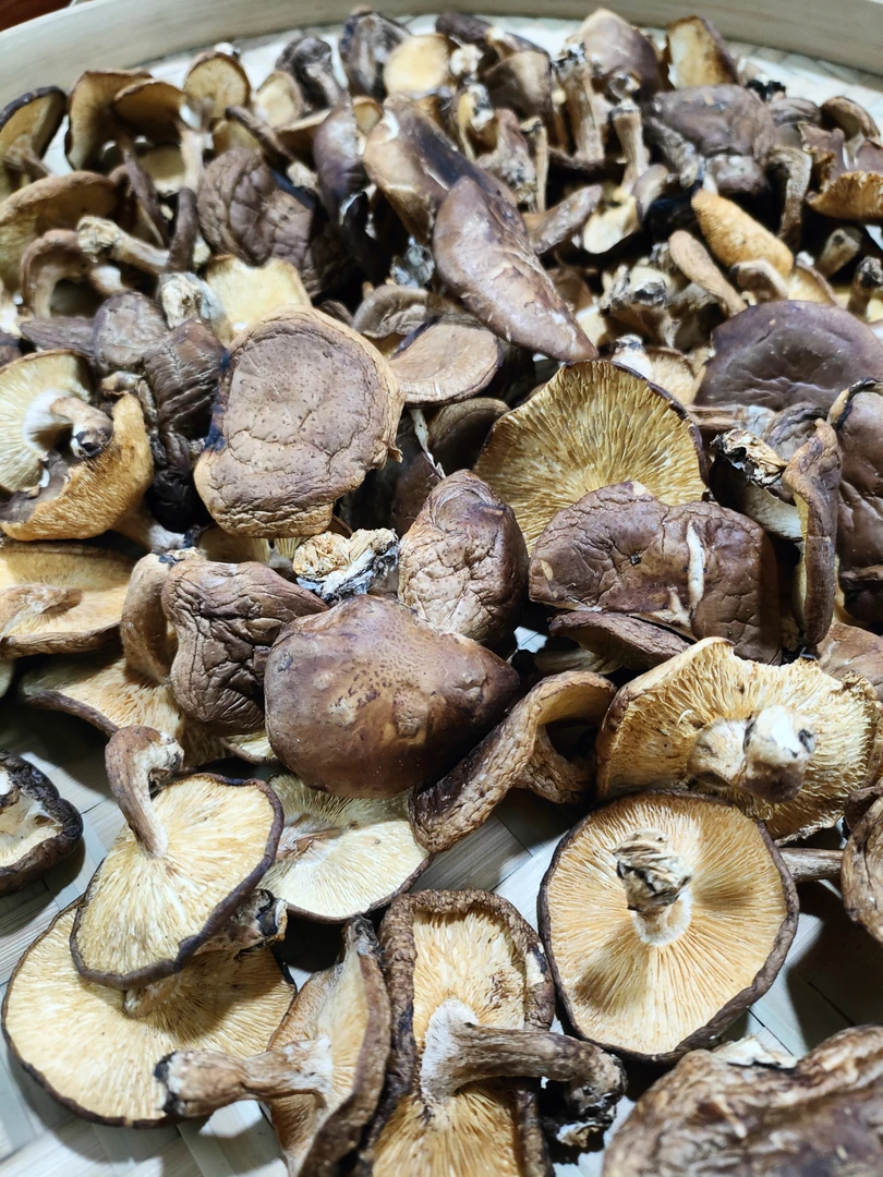 山货香菇农家采摘