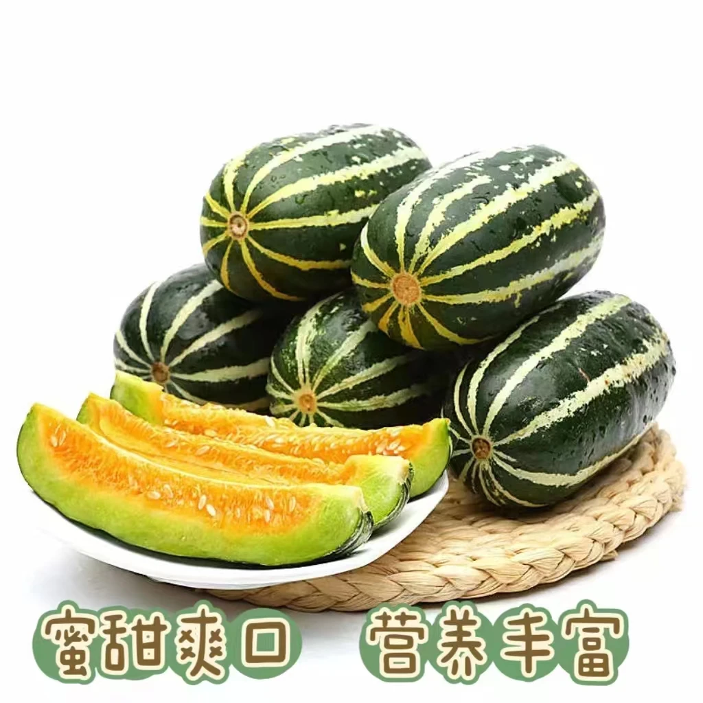 现摘陕西甜瓜博洋九号新鲜成熟应季花皮甜蜜瓜整箱净重4.5斤包邮
