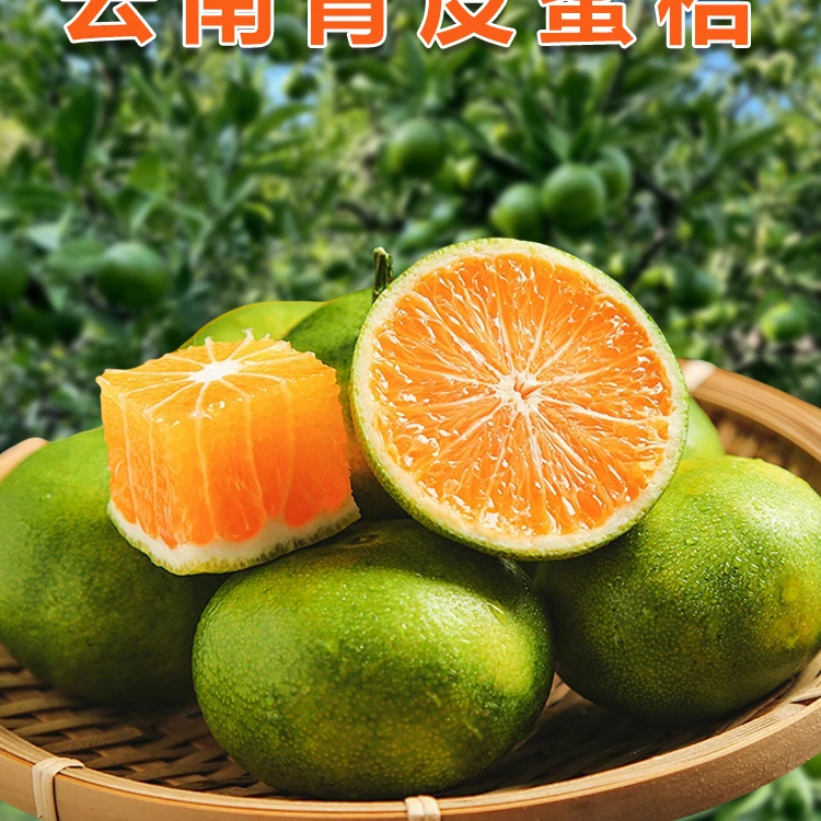 云南高原青皮蜜橘水果酸甜多汁薄皮青皮蜜桔子现摘现发自然成熟