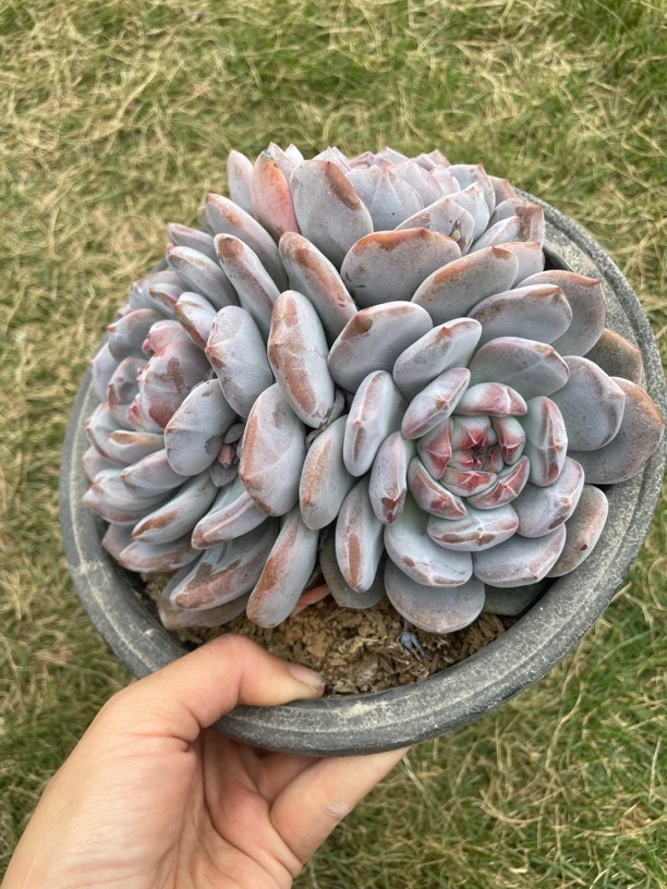 石榴籽糖心星影超美暗纹系三头老桩2年以上