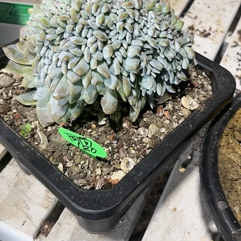一物一拍星影缀化