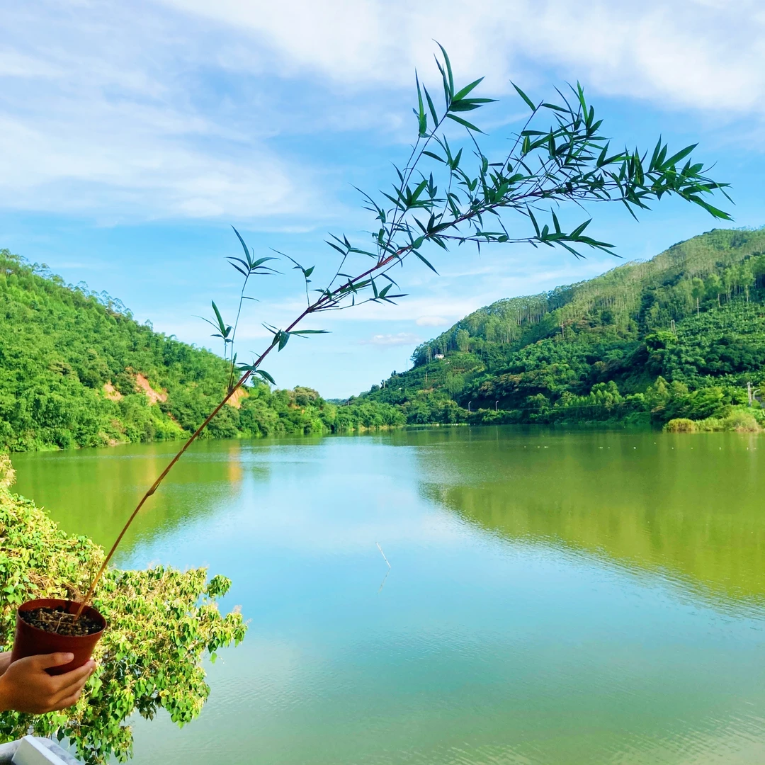 一物一拍链接红观音竹飘耐寒雅致花卉桌面盆景养眼