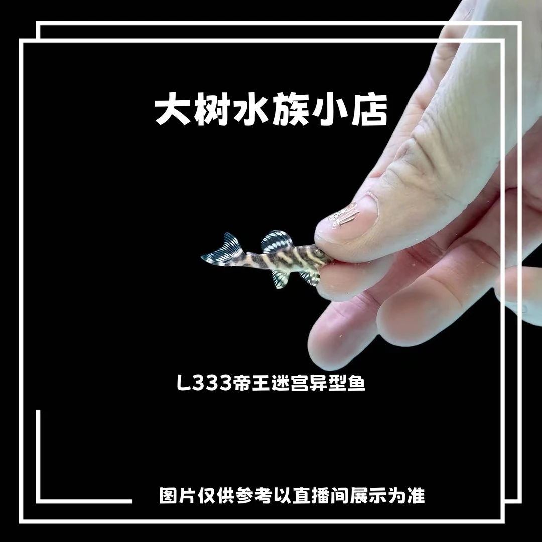【大树水族】 L333帝王迷宫异型鱼